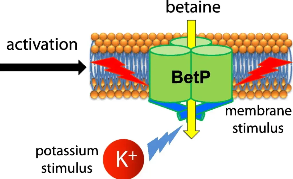 BETP - 50mg