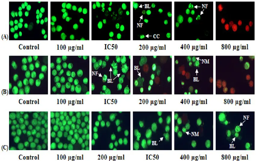 AO/PI Double Staining Kit - 500 Tests