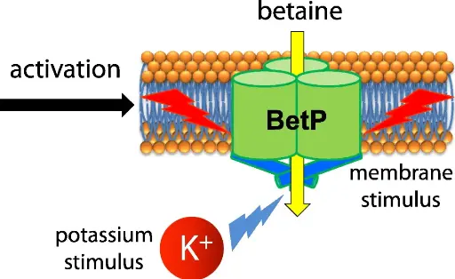 [B5710-50] BETP - 50mg