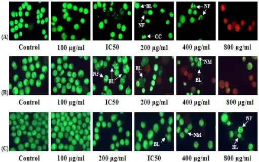 [K2238-500] AO/PI Double Staining Kit - 500 Tests